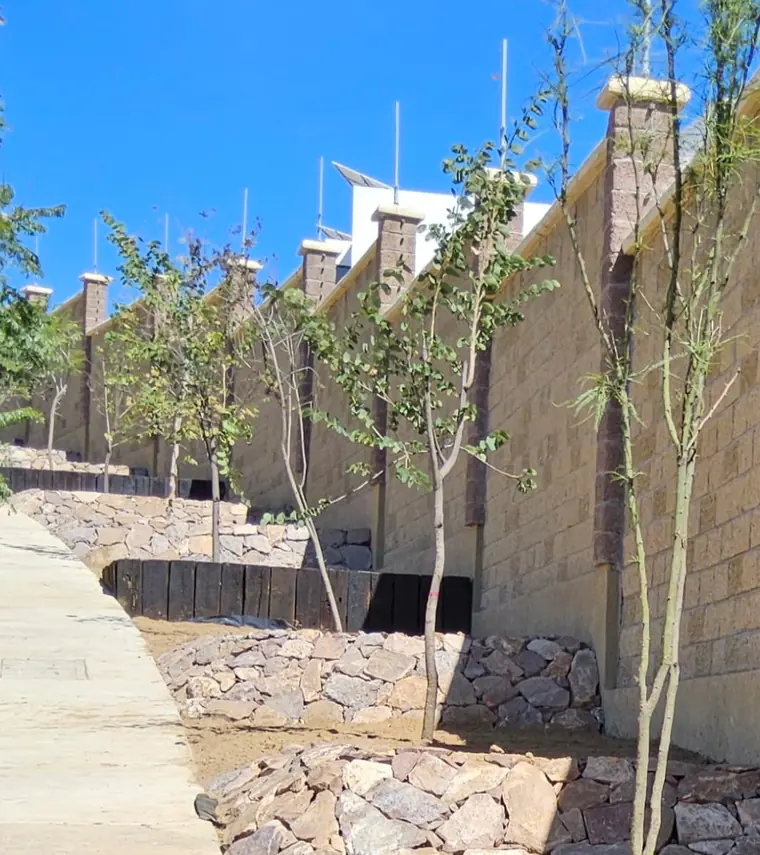 Producción de árboles nativos en el vivero de Vida Servicios en Silao