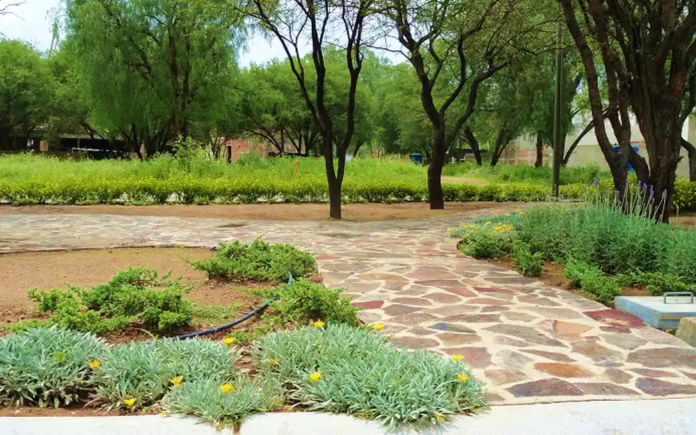 Control biológico de maleza en Silao y Guanajuato