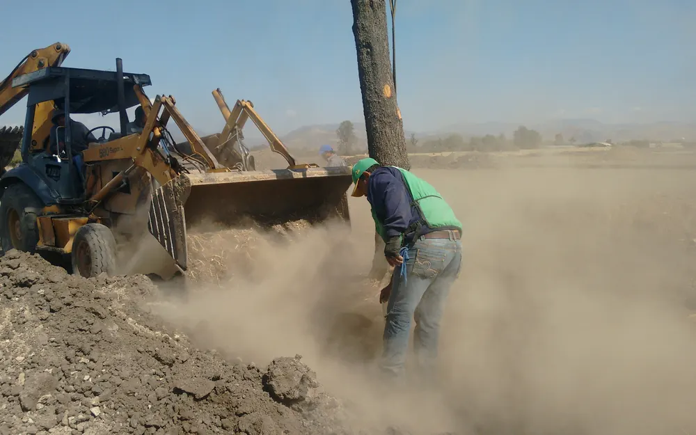 Poda sanitaria y trasplante de árboles en Silao y Guanajuato