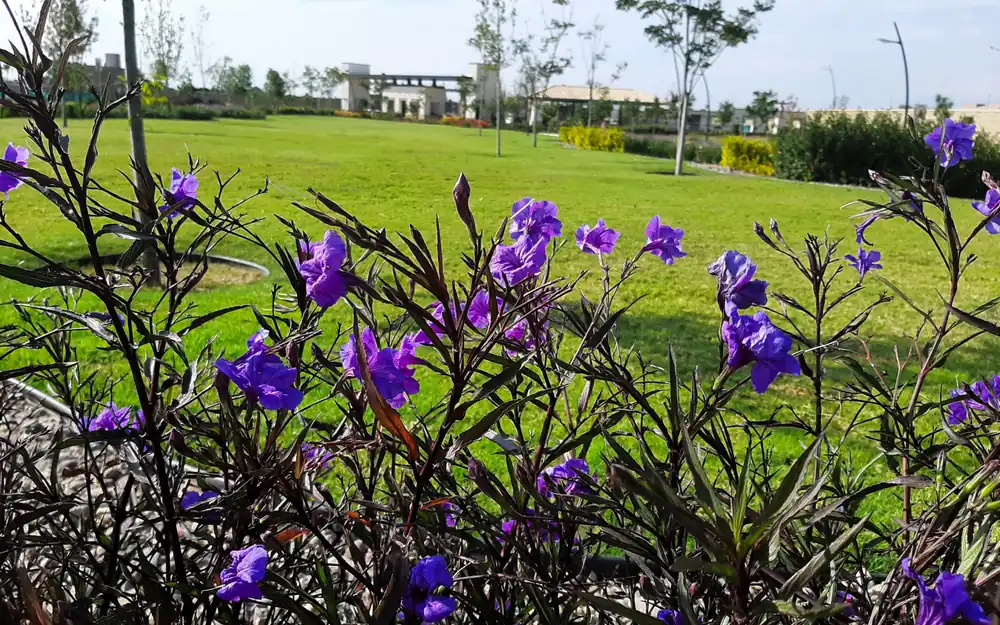 Servicios integrales de jardinería en Silao y Guanajuato