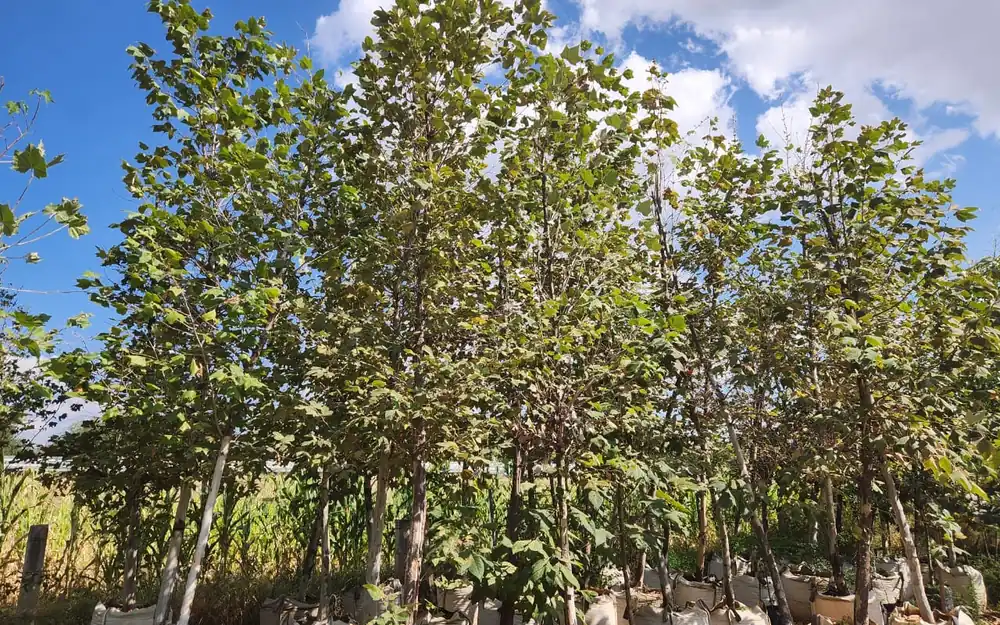 Vivero: producción y venta de árboles en Silao y Guanajuato
